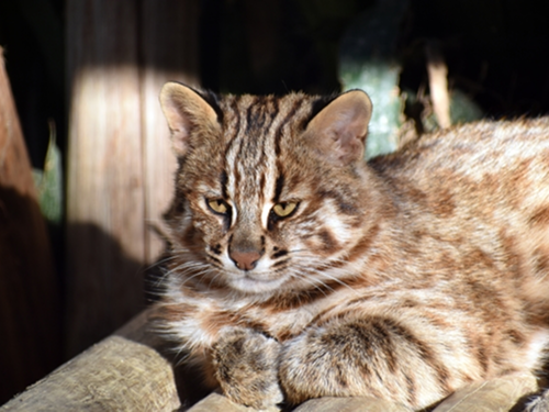 ツシマヤマネコ